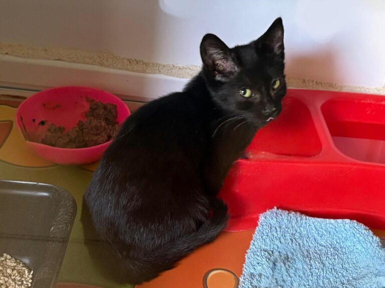 multimedia-foto95414-255-1