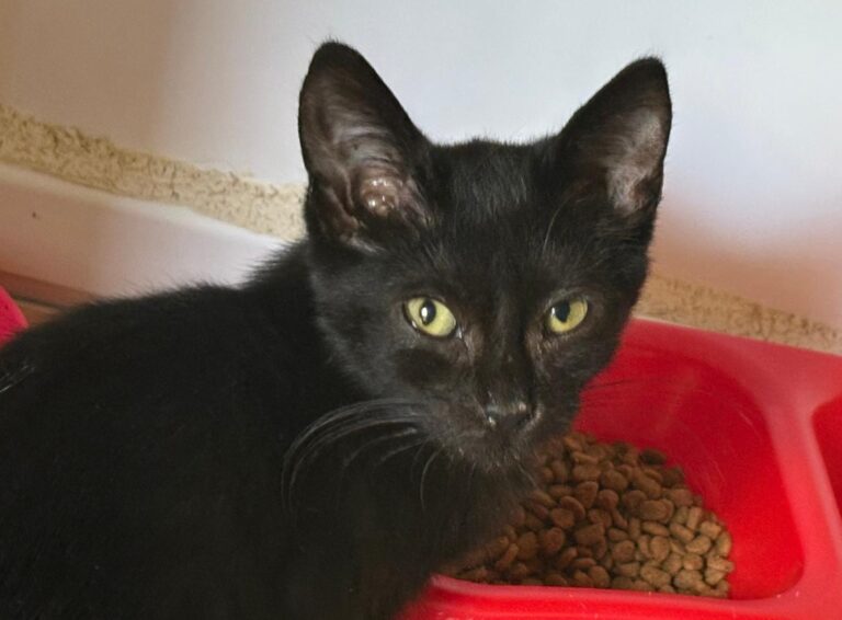 multimedia-foto95415-255-1