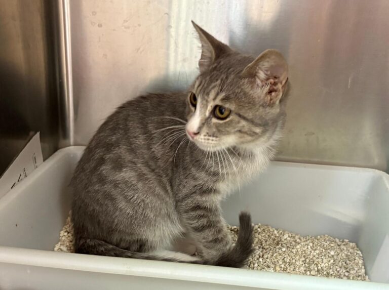 multimedia-foto95416-505-1