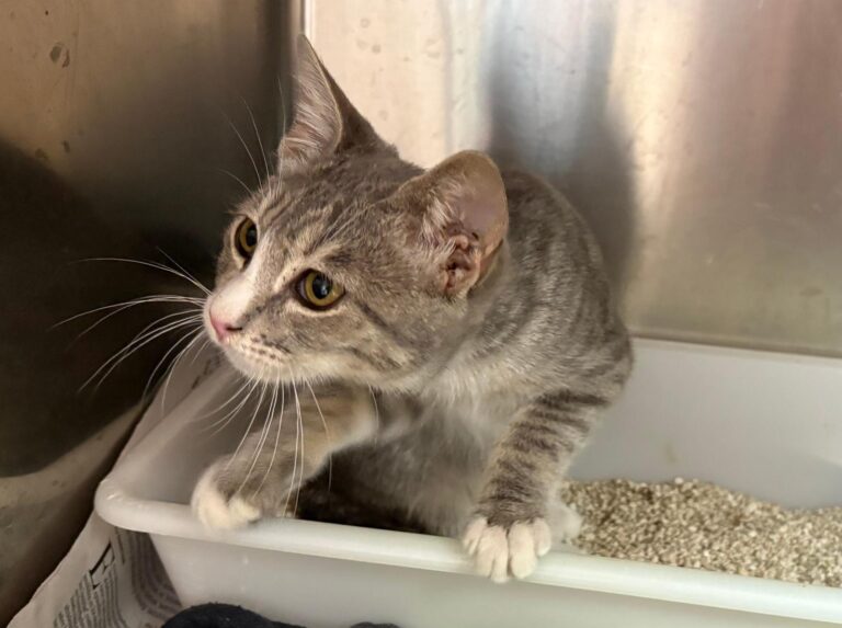 multimedia-foto95418-506-1