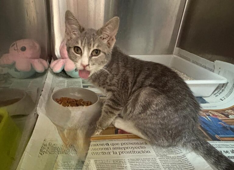 multimedia-foto95419-506-1