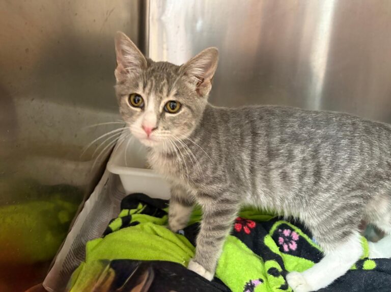 multimedia-foto95423-507-1