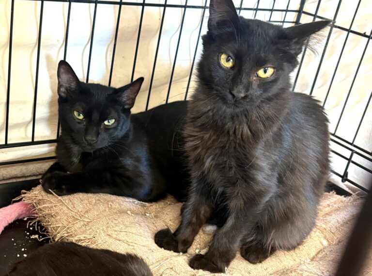 multimedia-foto95426-684-1