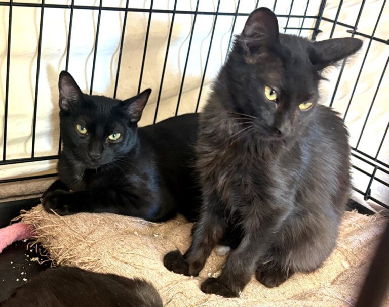 multimedia-foto95427-684-1