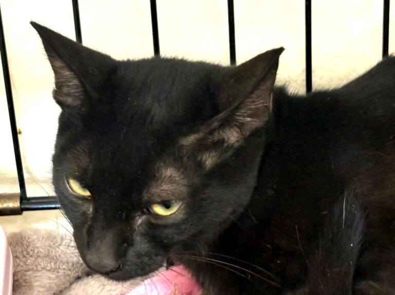 multimedia-foto95428-684-1