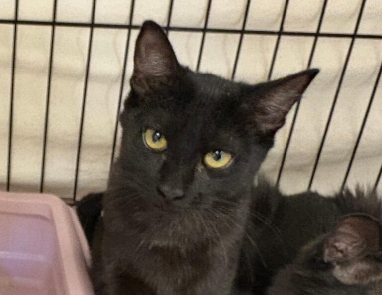 multimedia-foto95430-768-1