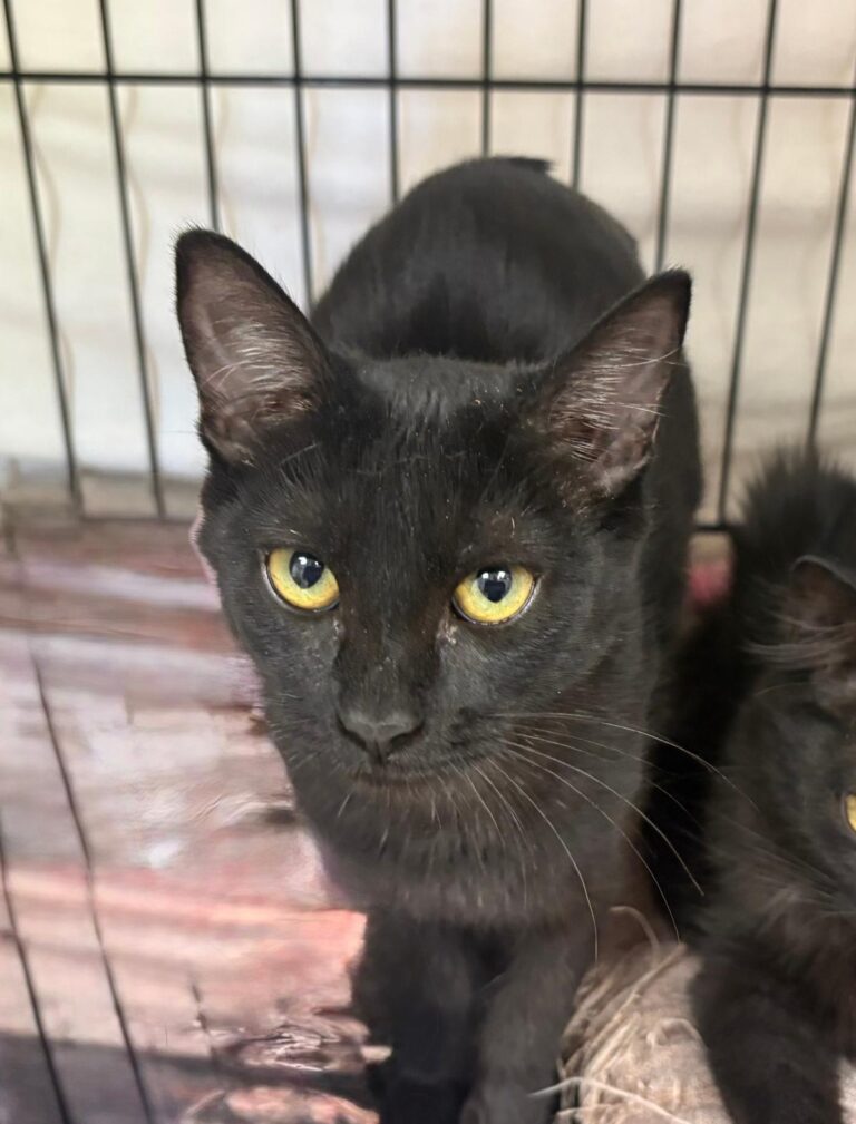 multimedia-foto95431-768-1