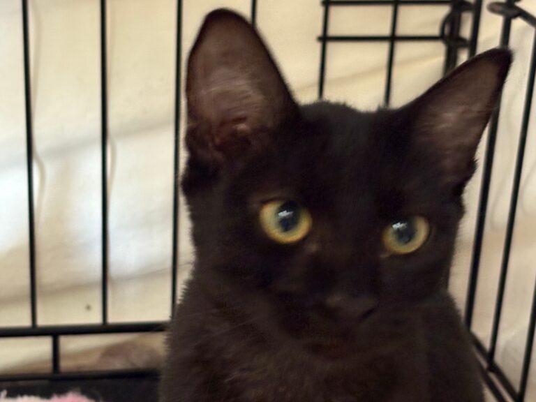 multimedia-foto95432-768-1