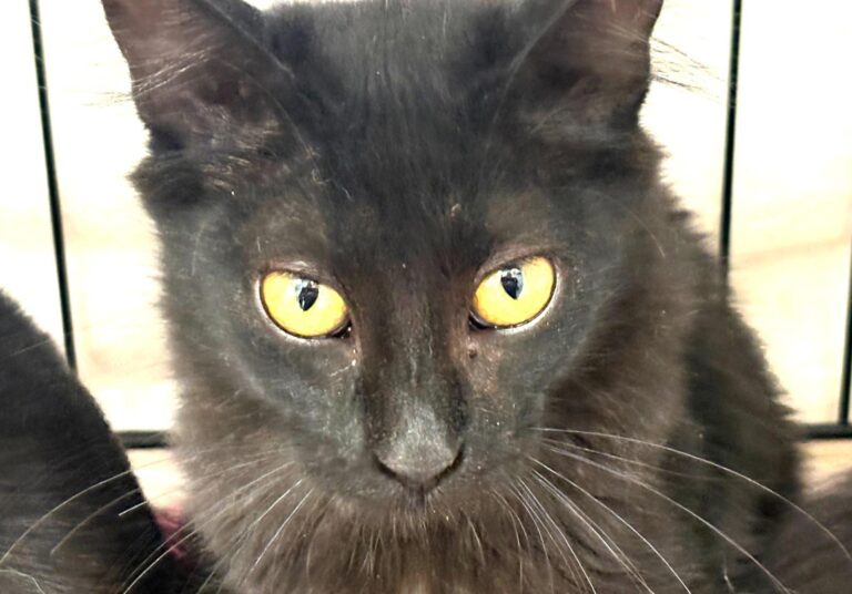 multimedia-foto95434-957-1