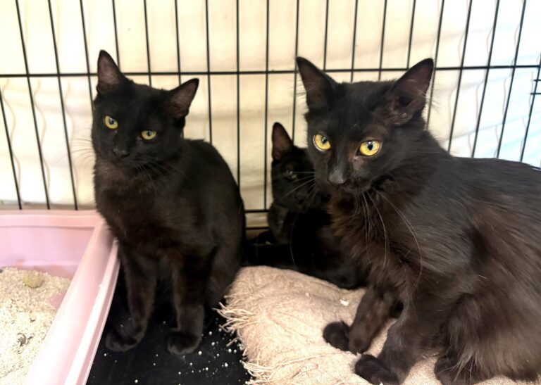 multimedia-foto95436-958-1