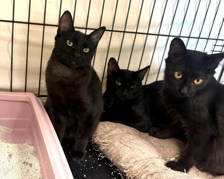 multimedia-foto95437-958-1