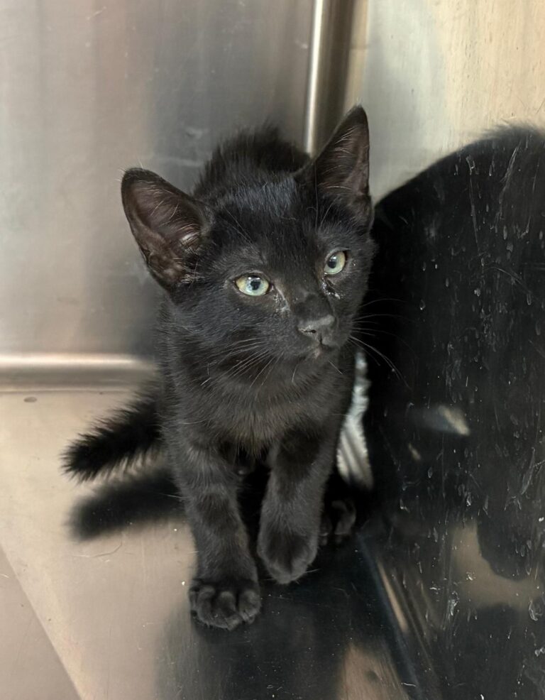 multimedia-foto95439-313-1