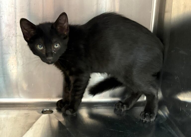 multimedia-foto95440-313-1