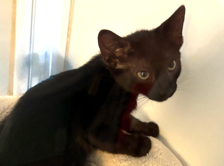 multimedia-foto95441-313-1