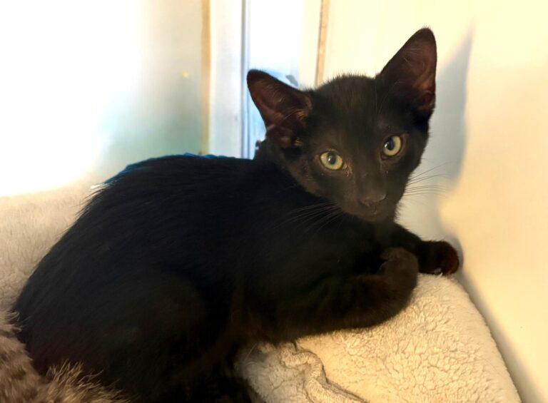 multimedia-foto95443-314-1