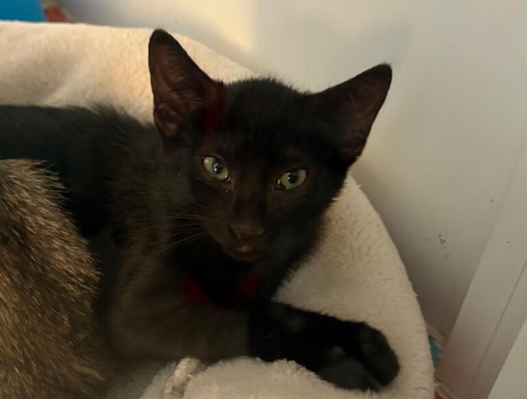 multimedia-foto95444-314-1