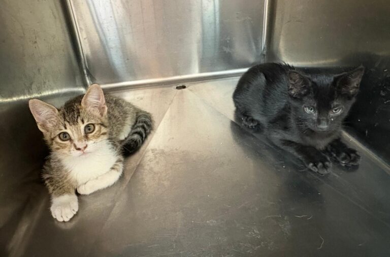 multimedia-foto95445-315-1