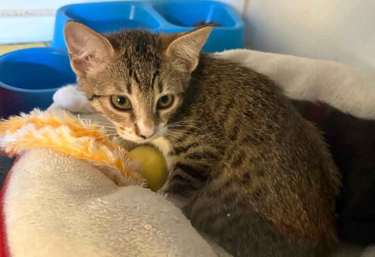 multimedia-foto95446-400-1