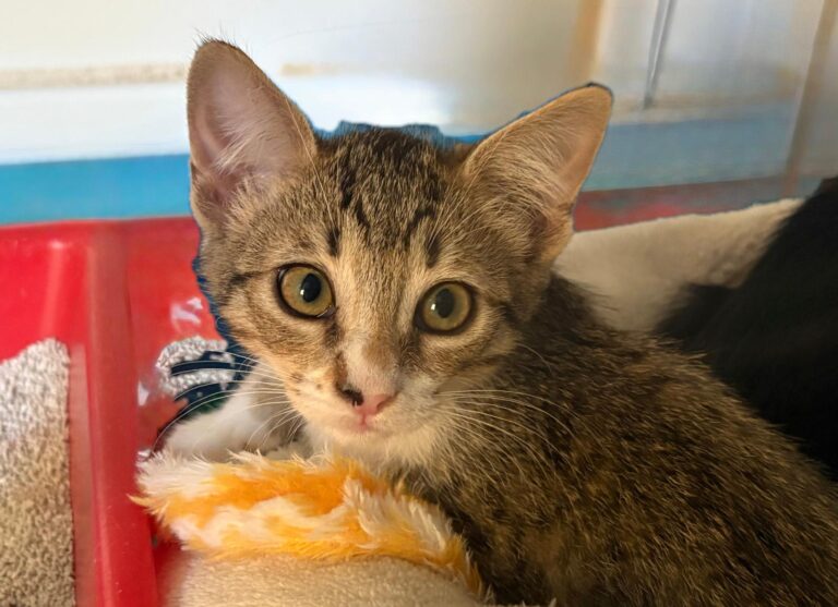 multimedia-foto95447-400-1