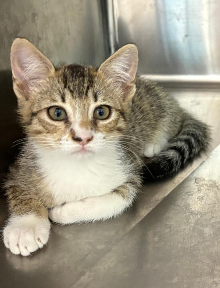 multimedia-foto95448-400-1