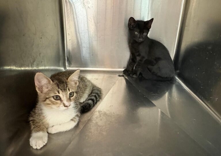 multimedia-foto95449-401-1