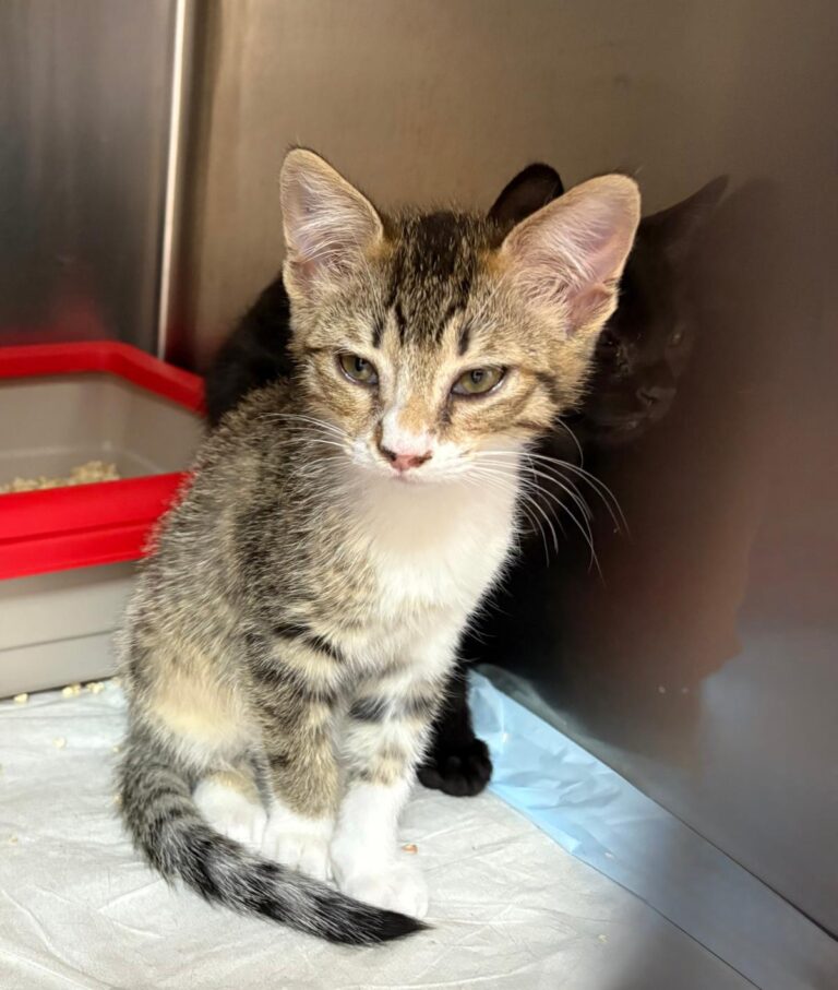 multimedia-foto95450-401-1