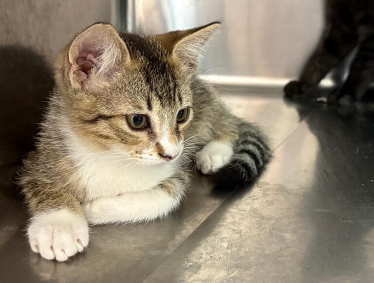 multimedia-foto95451-401-1