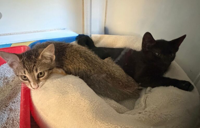 multimedia-foto95454-504-1