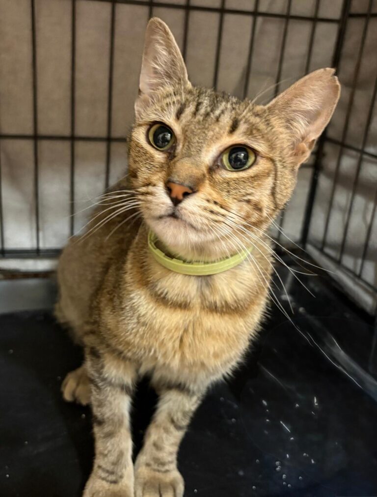 multimedia-foto95455-617-1