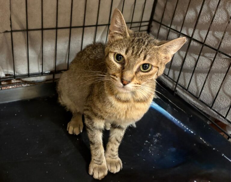 multimedia-foto95456-618-1