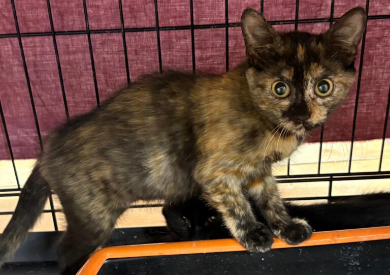 multimedia-foto95458-274-1