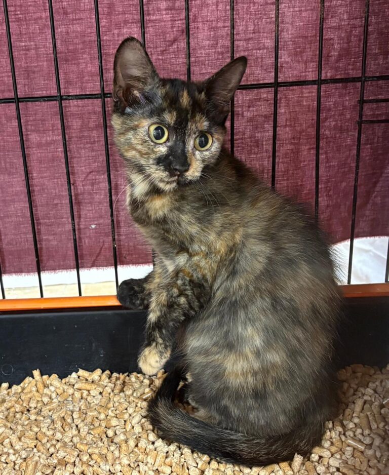 multimedia-foto95460-275-1