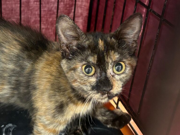 multimedia-foto95461-275-1