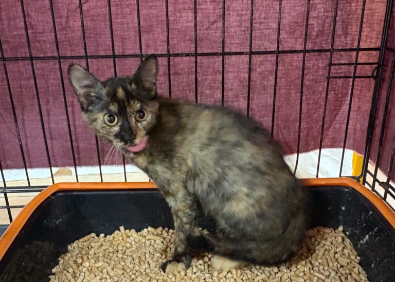 multimedia-foto95463-276-1