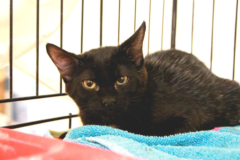 multimedia-foto95484-608-1