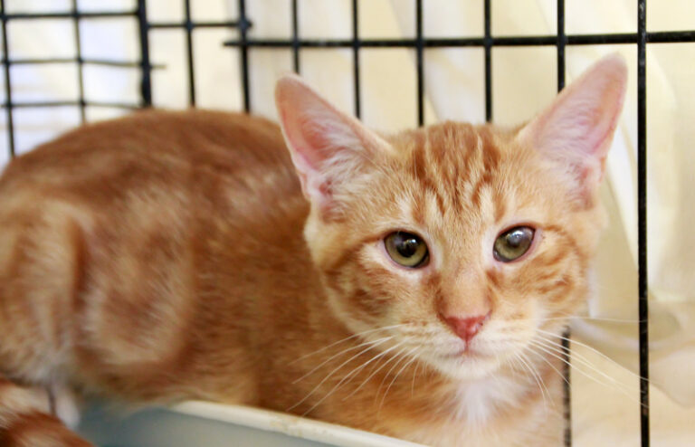 multimedia-foto95485-668-1