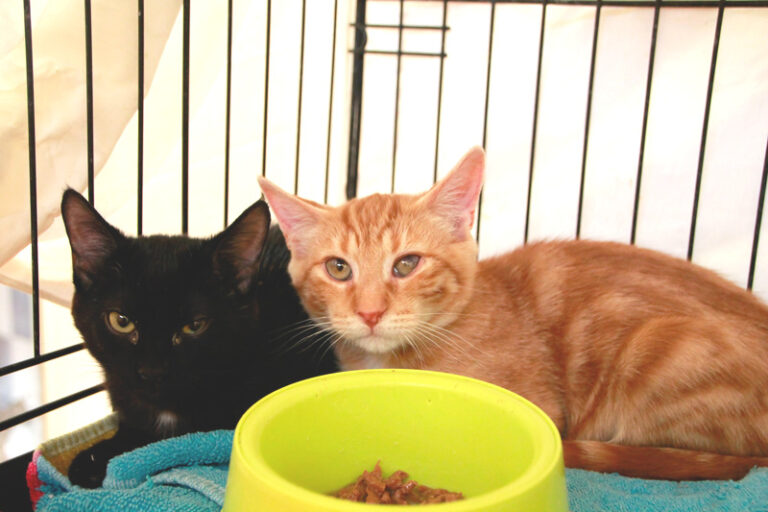 multimedia-foto95486-668-1