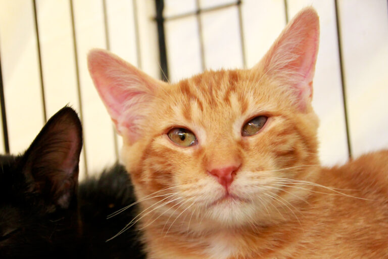 multimedia-foto95488-668-1