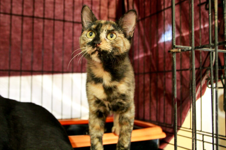 multimedia-foto95489-135-1