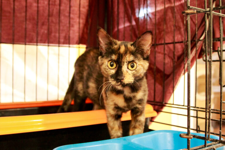 multimedia-foto95490-135-1