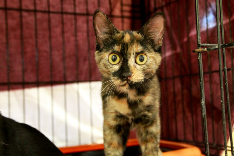 multimedia-foto95491-135-1