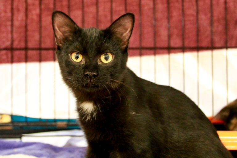 multimedia-foto95492-197-1