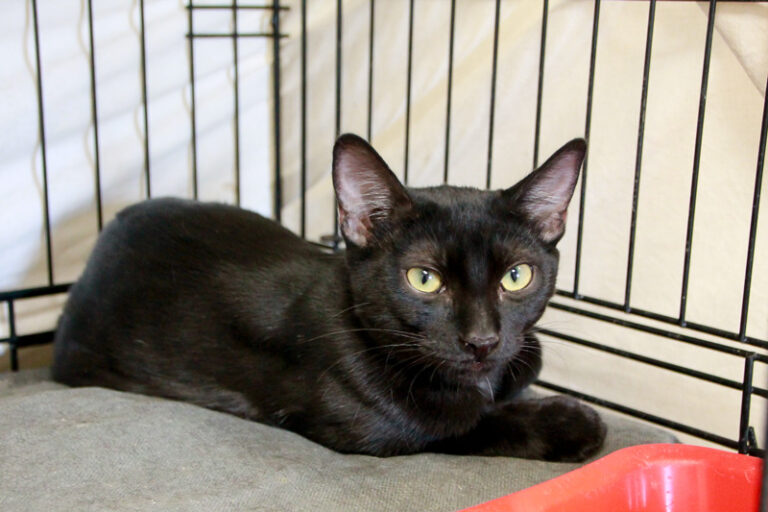 multimedia-foto95493-268-1