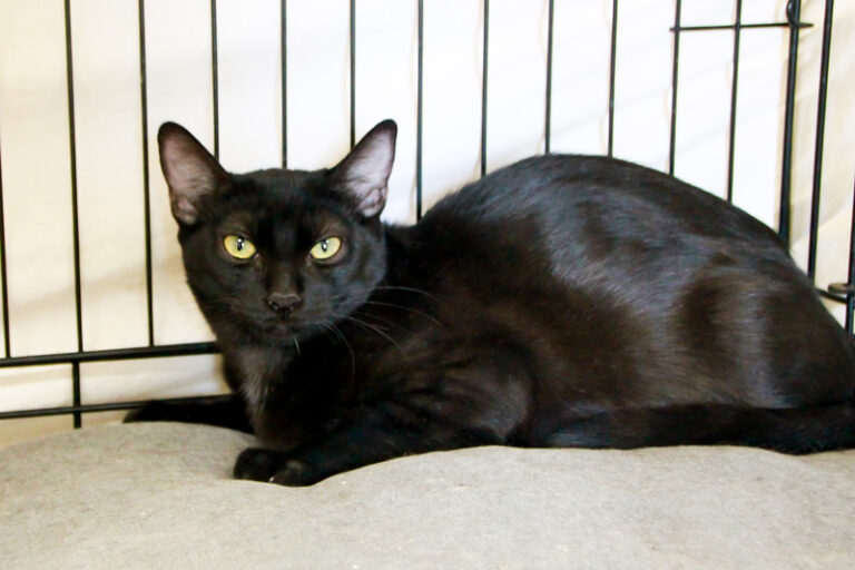 multimedia-foto95494-268-1