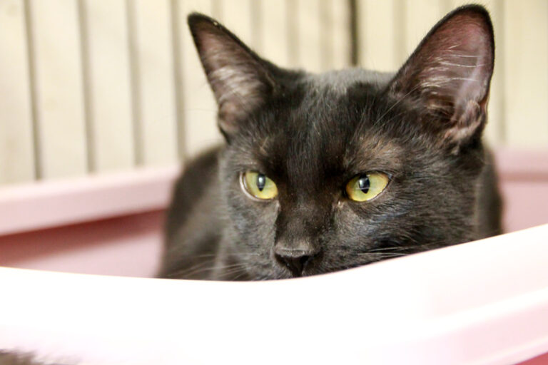 multimedia-foto95497-314-1