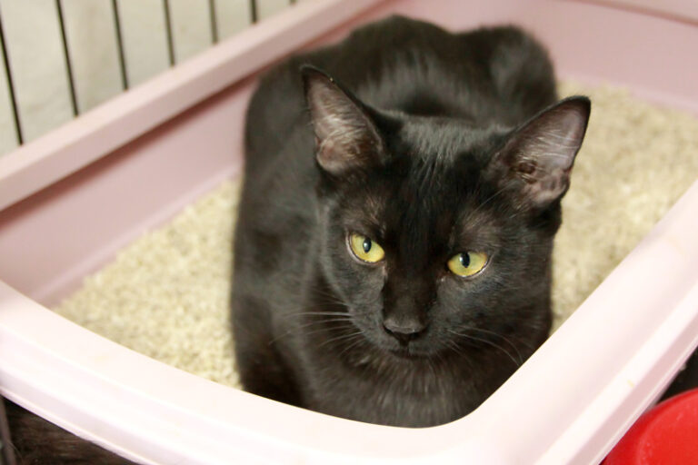 multimedia-foto95499-315-1