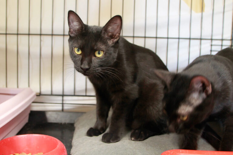 multimedia-foto95500-315-1