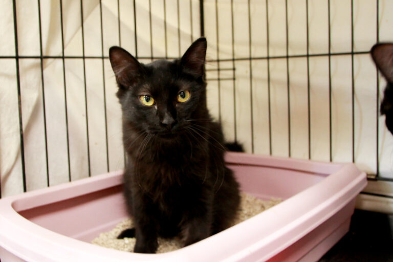 multimedia-foto95501-414-1