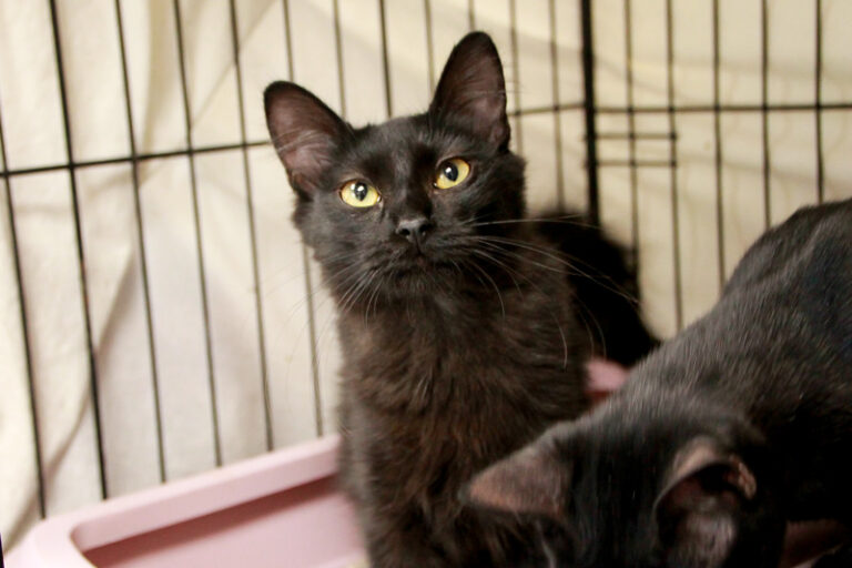 multimedia-foto95502-415-1