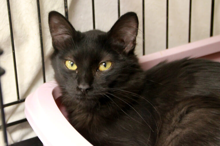 multimedia-foto95503-415-1